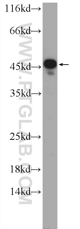 Western Blot (WB) analysis of mouse liver tissue using SUMF1 Polyclonal antibody (25015-1-AP)