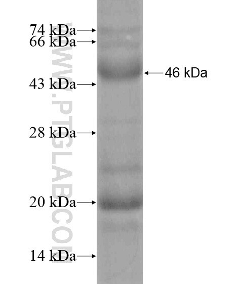 SUMF1 fusion protein Ag20000 SDS-PAGE