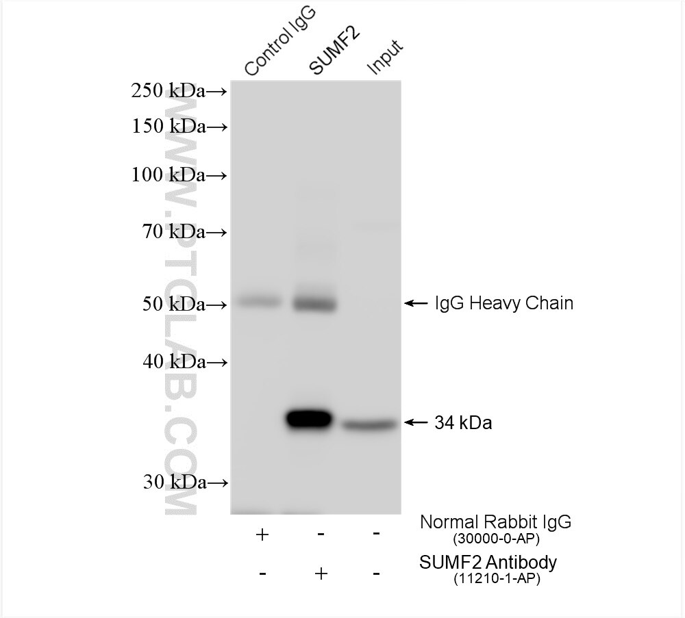 Immunoprecipitation (IP) experiment of A431 cells using SUMF2 Polyclonal antibody (11210-1-AP)