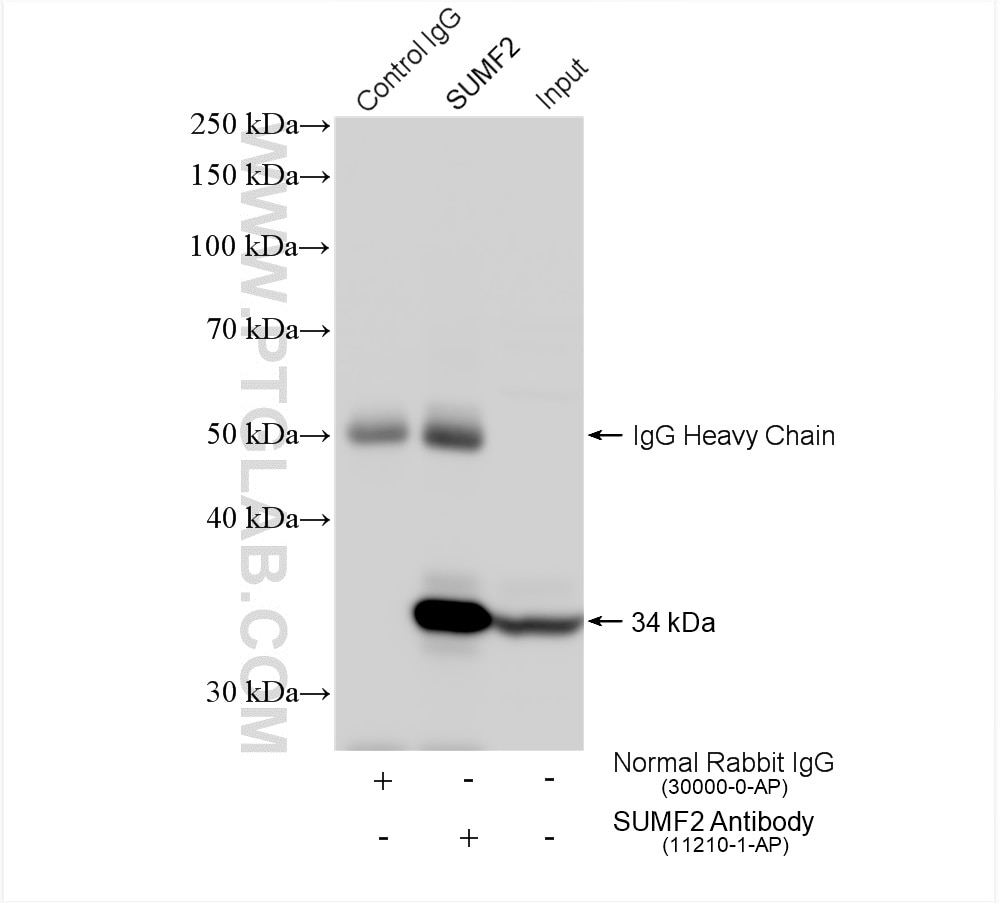 Immunoprecipitation (IP) experiment of HeLa cells using SUMF2 Polyclonal antibody (11210-1-AP)