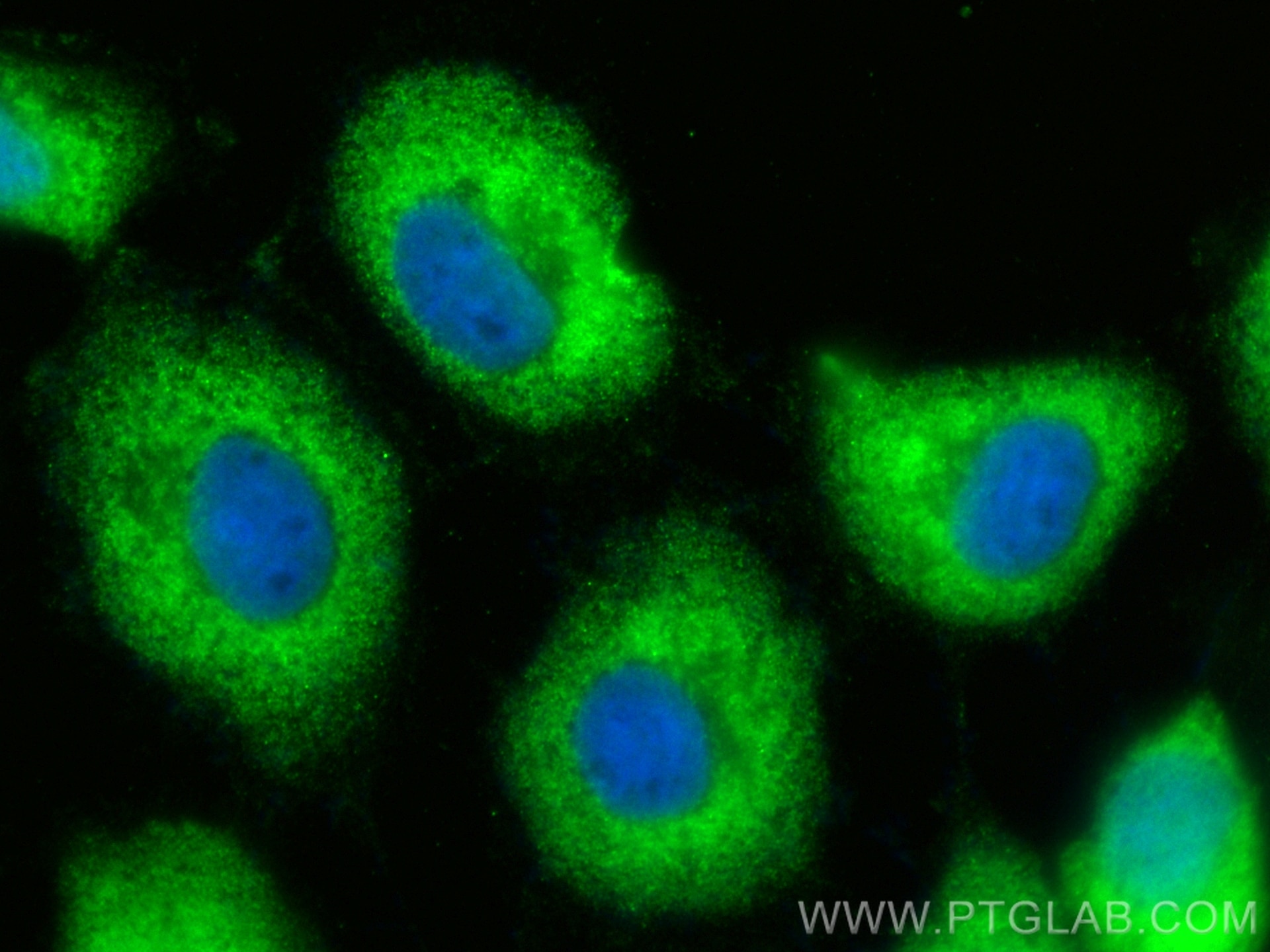 Immunofluorescence (IF) / fluorescent staining of A431 cells using CoraLite® Plus 488-conjugated SUMF2 Polyclonal ant (CL488-11210)