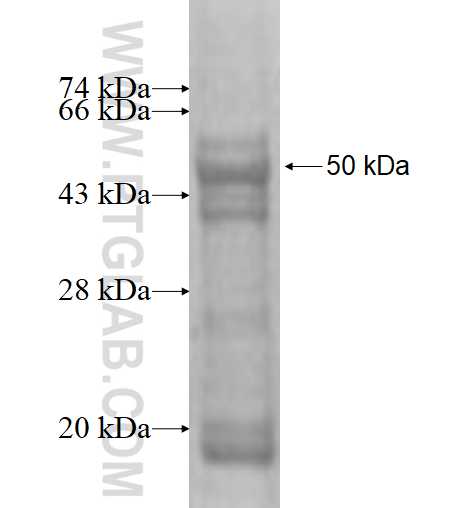 SUMF2 fusion protein Ag1711 SDS-PAGE