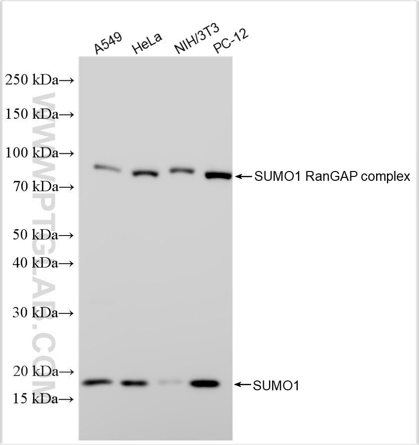 Western Blot (WB) analysis of various lysates using SUMO1 Polyclonal antibody (10329-1-AP)