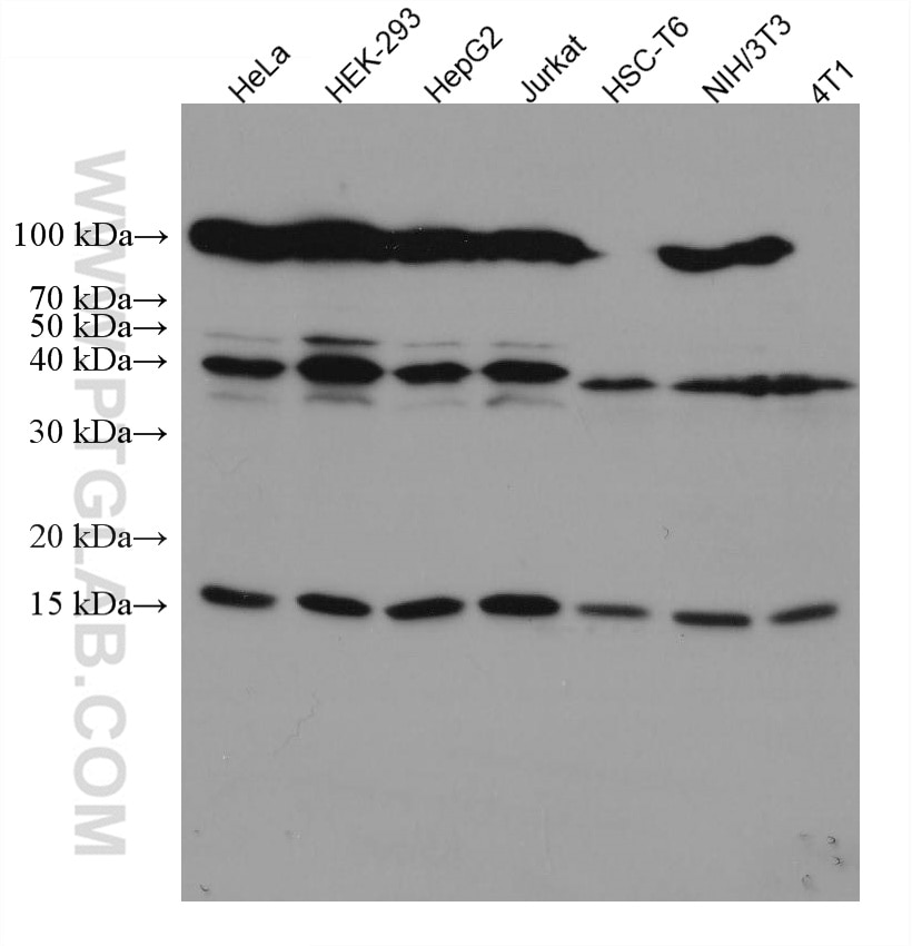 Western Blot (WB) analysis of various lysates using SUMO1 Monoclonal antibody (67559-1-Ig)