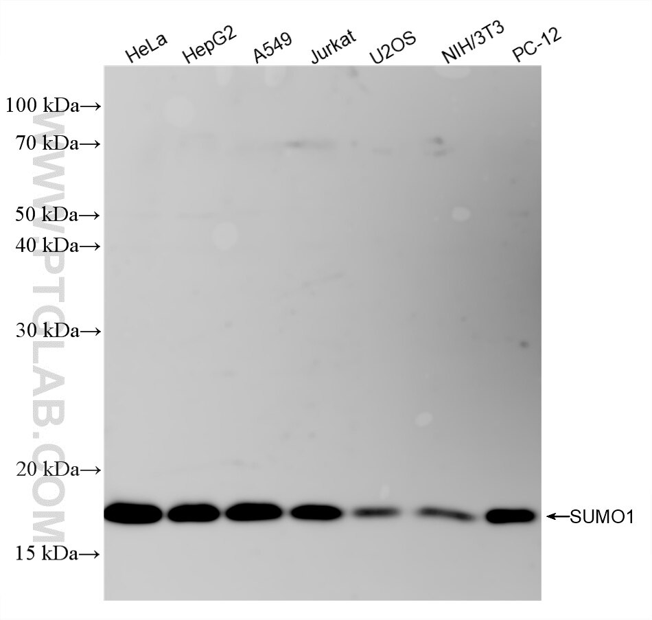 Western Blot (WB) analysis of various lysates using SUMO1 Recombinant monoclonal antibody (87942-1-RR)