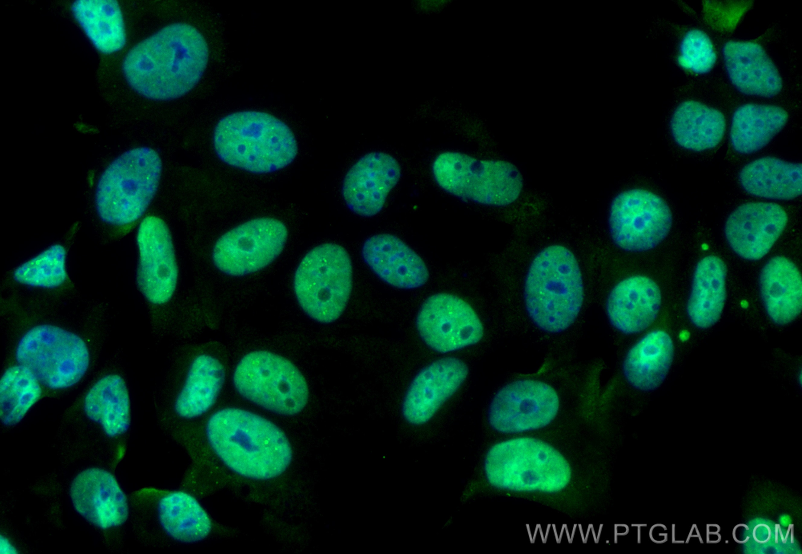 Immunofluorescence (IF) / fluorescent staining of MCF-7 cells using CoraLite® Plus 488-conjugated SUMO1 Monoclonal ant (CL488-67559)