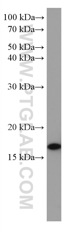 Western Blot (WB) analysis of A549 cells using SUMO2/3 Monoclonal antibody (67154-1-Ig)
