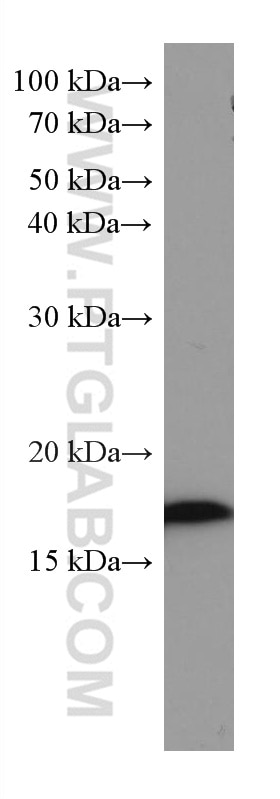 Western Blot (WB) analysis of NIH/3T3 cells using SUMO2/3 Monoclonal antibody (67154-1-Ig)