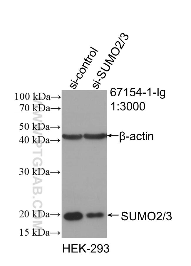 Western Blot (WB) analysis of HEK-293 cells using SUMO2/3 Monoclonal antibody (67154-1-Ig)