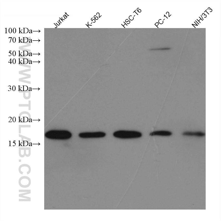 Western Blot (WB) analysis of various lysates using SUMO2/3 Monoclonal antibody (67154-1-Ig)
