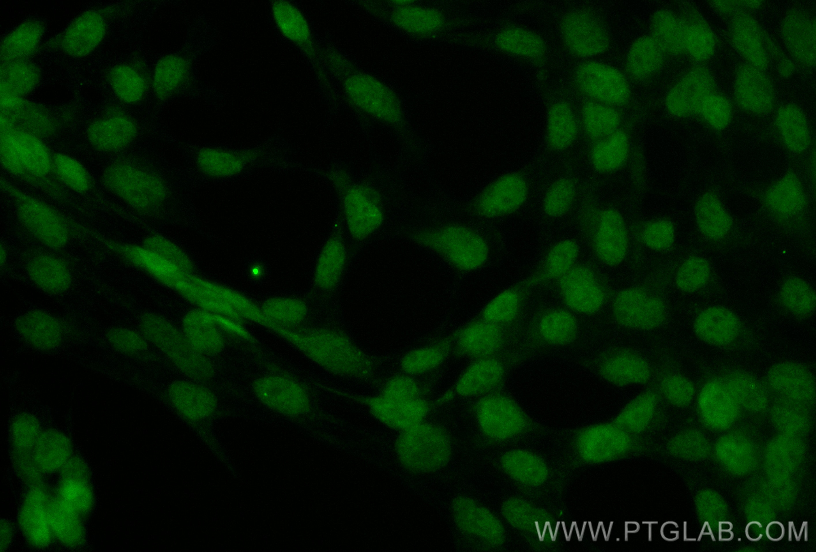 Immunofluorescence (IF) / fluorescent staining of HEK-293 cells using CoraLite® Plus 488-conjugated SUMO2/3 Polyclonal a (CL488-11251)