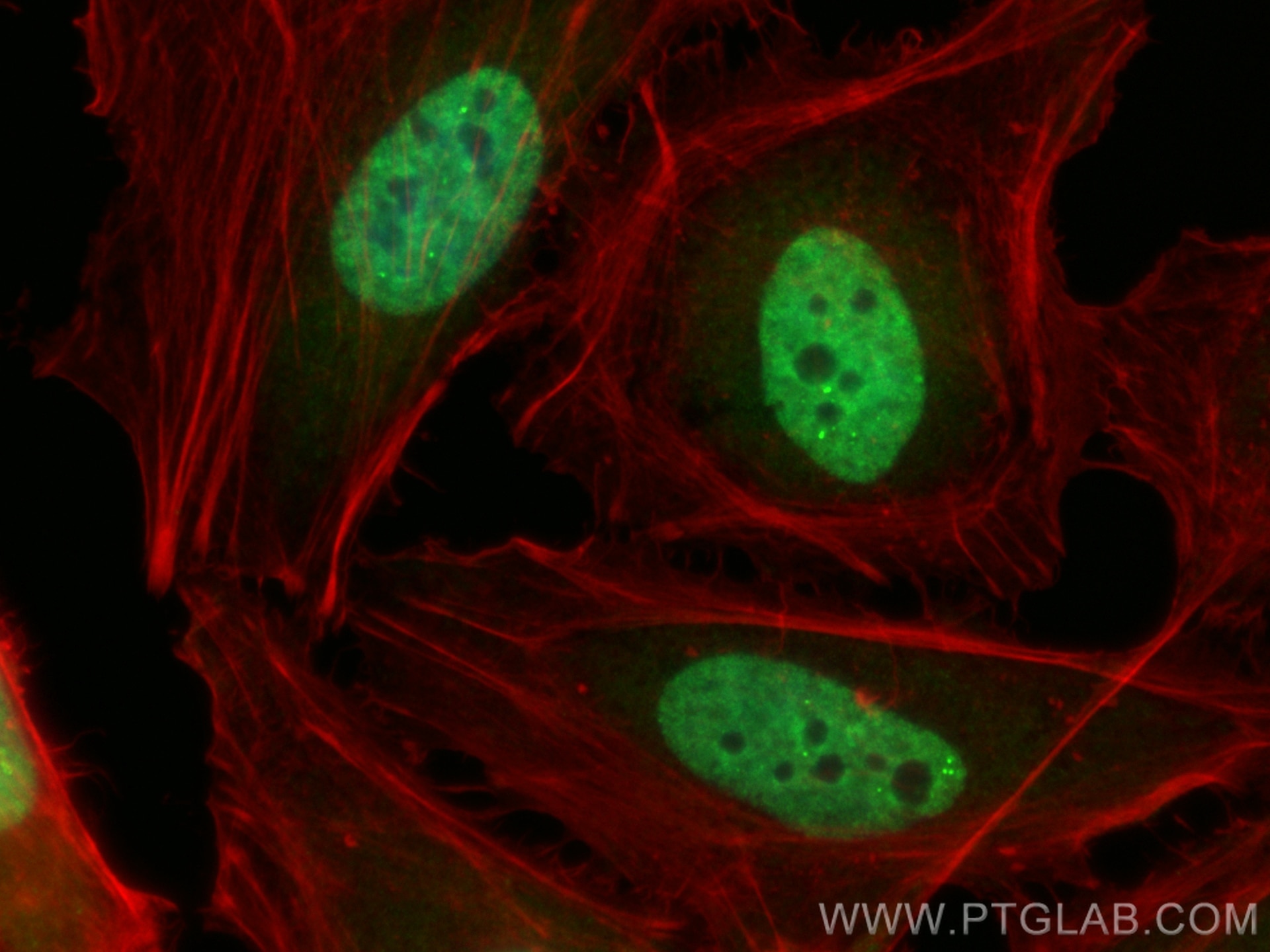 Immunofluorescence (IF) / fluorescent staining of HeLa cells using CoraLite® Plus 488-conjugated SUMO2/3 Monoclonal a (CL488-67154)