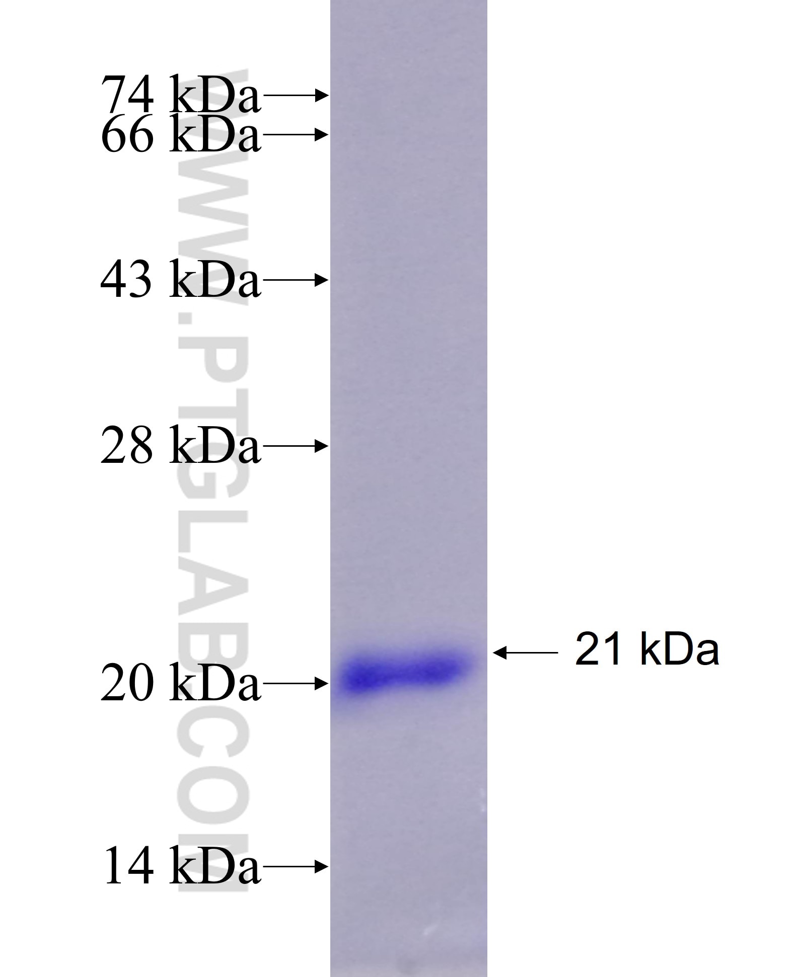 SUMO2/3 fusion protein Ag28672 SDS-PAGE