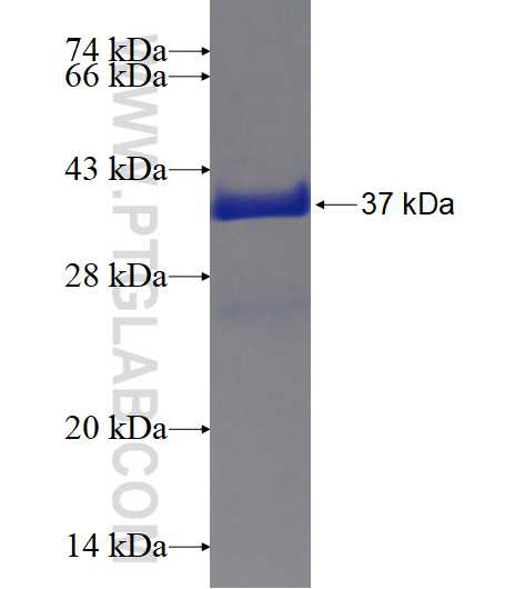 SUMO2/3 fusion protein Ag1778 SDS-PAGE