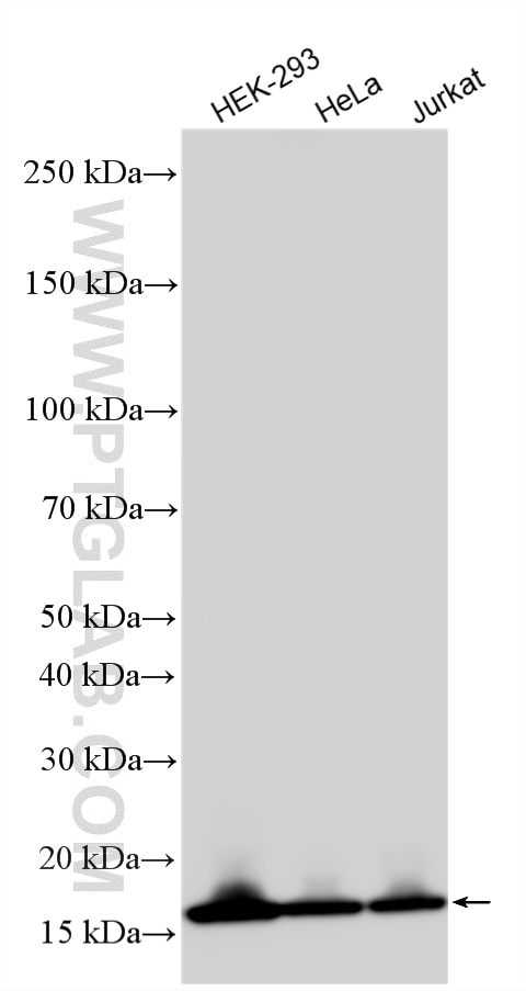 Western Blot (WB) analysis of various lysates using SUMO2/3 Polyclonal antibody (10947-1-AP)