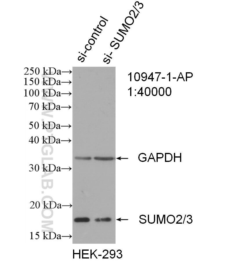 Western Blot (WB) analysis of HEK-293 cells using SUMO2/3 Polyclonal antibody (10947-1-AP)