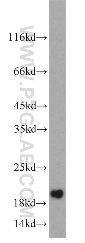 WB analysis of A549 using 10947-1-AP