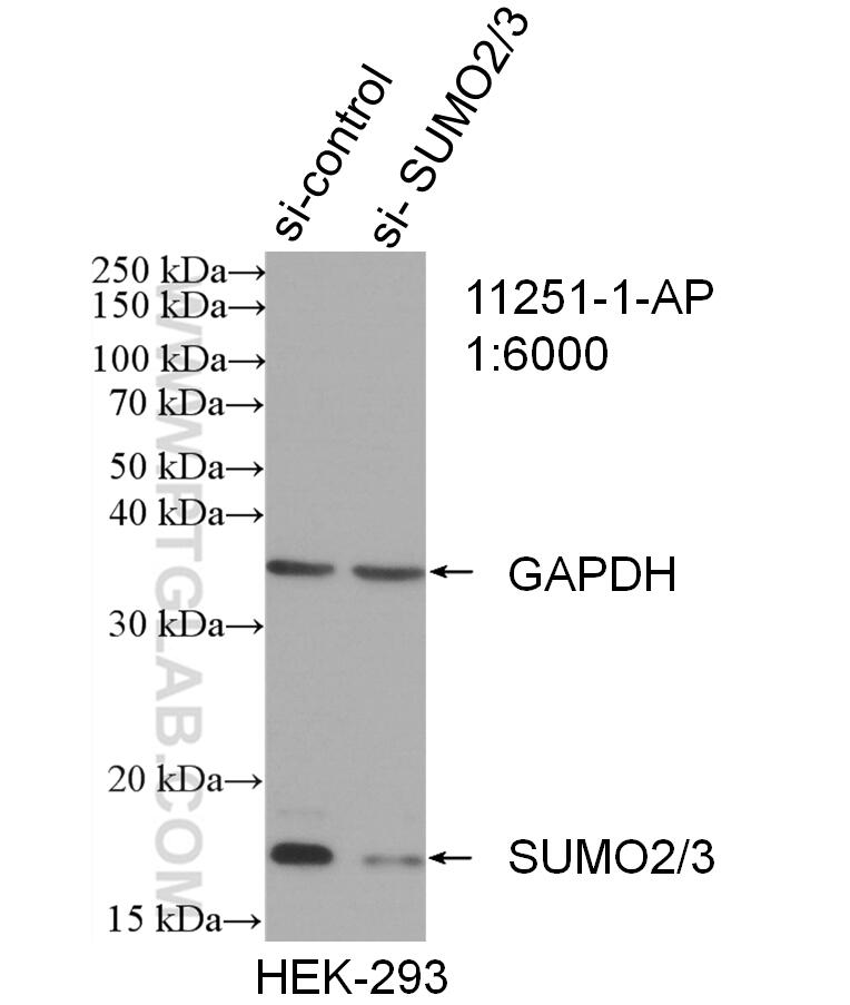 Western Blot (WB) analysis of HEK-293 cells using SUMO2/3 Polyclonal antibody (11251-1-AP)