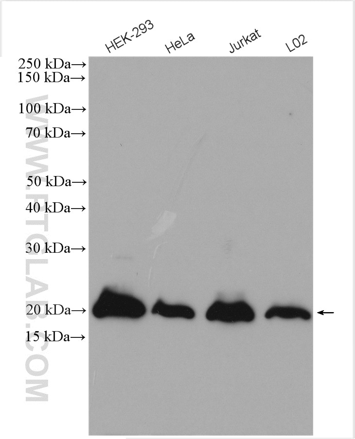 Western Blot (WB) analysis of various lysates using SUMO2/3 Polyclonal antibody (11251-1-AP)