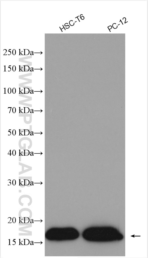 Western Blot (WB) analysis of various lysates using SUMO2/3 Polyclonal antibody (11251-1-AP)