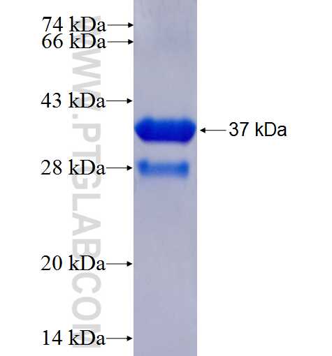 SUMO2/3 fusion protein Ag1388 SDS-PAGE
