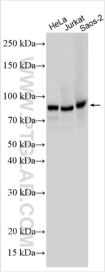 Western Blot (WB) analysis of various lysates using SUN2 Polyclonal antibody (27556-1-AP)