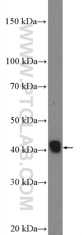 Western Blot (WB) analysis of mouse testis tissue using SUNC1 Polyclonal antibody (26434-1-AP)