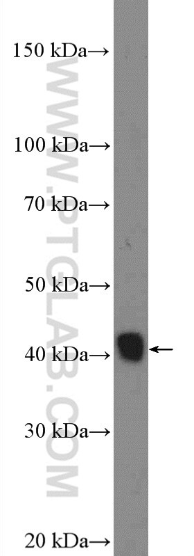 WB analysis of mouse testis using 26434-1-AP