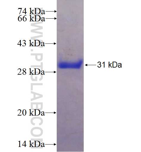 SUNC1 fusion protein Ag23780 SDS-PAGE