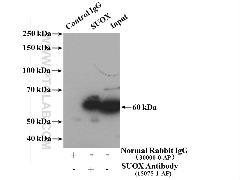 Immunoprecipitation (IP) experiment of mouse liver tissue using SUOX Polyclonal antibody (15075-1-AP)