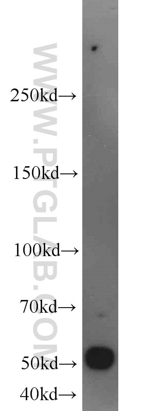 Western Blot (WB) analysis of mouse liver tissue using SUOX Polyclonal antibody (15075-1-AP)