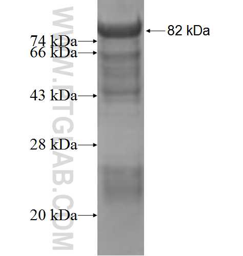 SUOX fusion protein Ag7146 SDS-PAGE