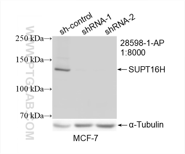 Western Blot (WB) analysis of MCF-7 cells using SUPT16H Polyclonal antibody (28598-1-AP)