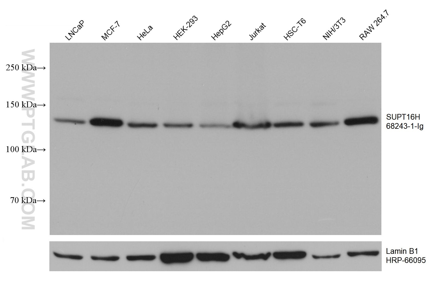 Western Blot (WB) analysis of various lysates using SUPT16H Monoclonal antibody (68243-1-Ig)