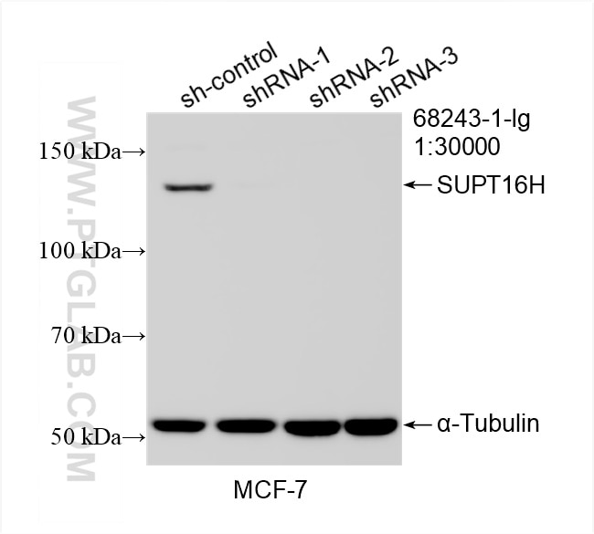 Western Blot (WB) analysis of MCF-7 cells using SUPT16H Monoclonal antibody (68243-1-Ig)
