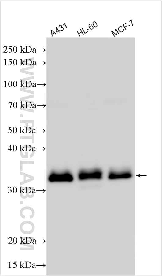 Western Blot (WB) analysis of various lysates using SUPT3H Polyclonal antibody (14279-1-AP)