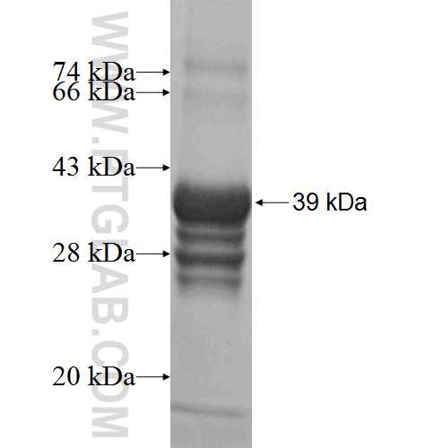 SUPT4H1 fusion protein Ag7678 SDS-PAGE