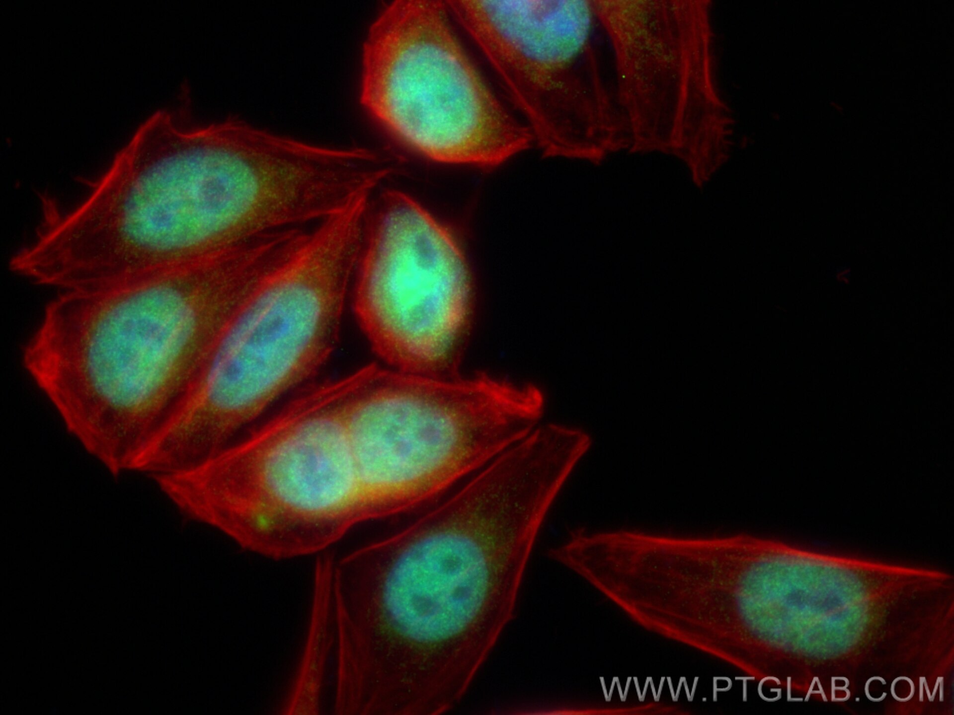 Immunofluorescence (IF) / fluorescent staining of HepG2 cells using SUPT5H Polyclonal antibody (16511-1-AP)