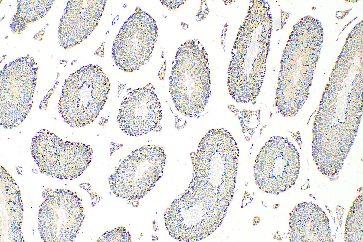 Immunohistochemistry (IHC) staining of mouse testis tissue using SUPT5H Polyclonal antibody (16511-1-AP)