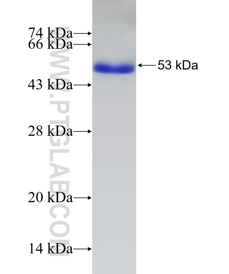 SUPT5H fusion protein Ag9679 SDS-PAGE