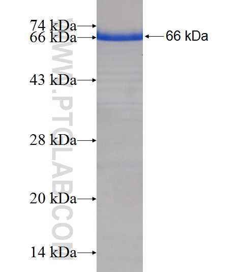 SUPT5H fusion protein Ag9728 SDS-PAGE
