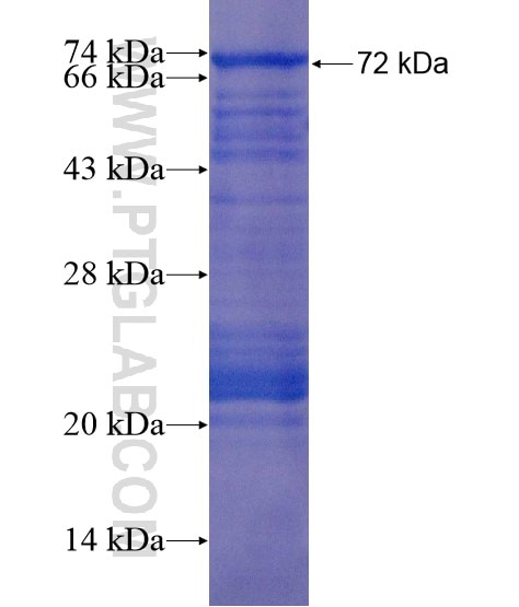 SUPT7L fusion protein Ag22264 SDS-PAGE