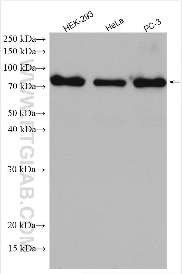 Western Blot (WB) analysis of various lysates using SUPV3L1 Polyclonal antibody (12826-1-AP)
