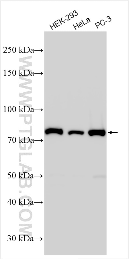 Western Blot (WB) analysis of various lysates using SUPV3L1 Polyclonal antibody (12826-1-AP)