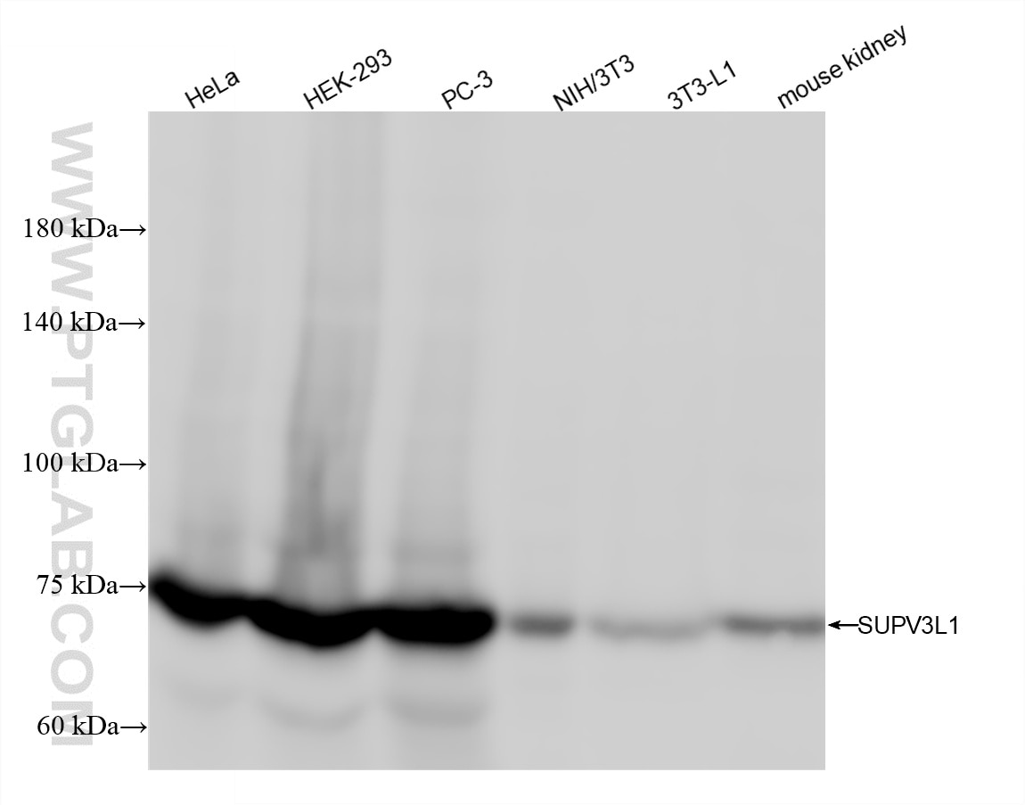 Western Blot (WB) analysis of various lysates using SUPV3L1 Recombinant monoclonal antibody (86706-1-RR)