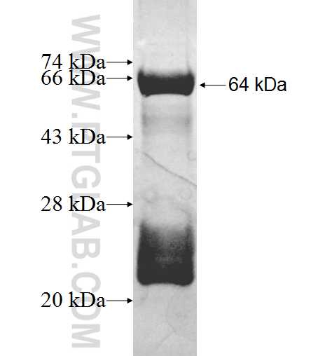 SUPV3L1 fusion protein Ag3542 SDS-PAGE