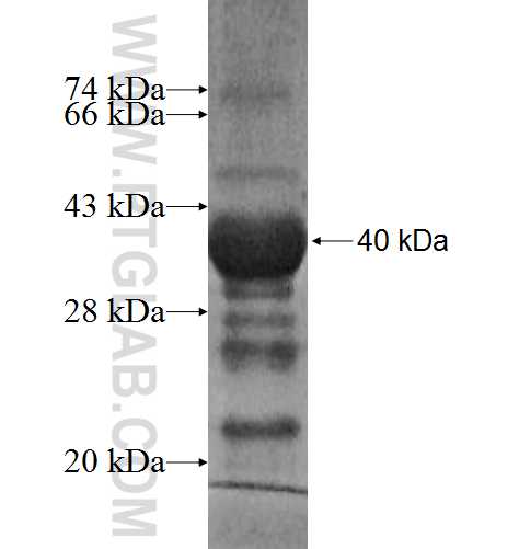 SUPV3L1 fusion protein Ag8308 SDS-PAGE