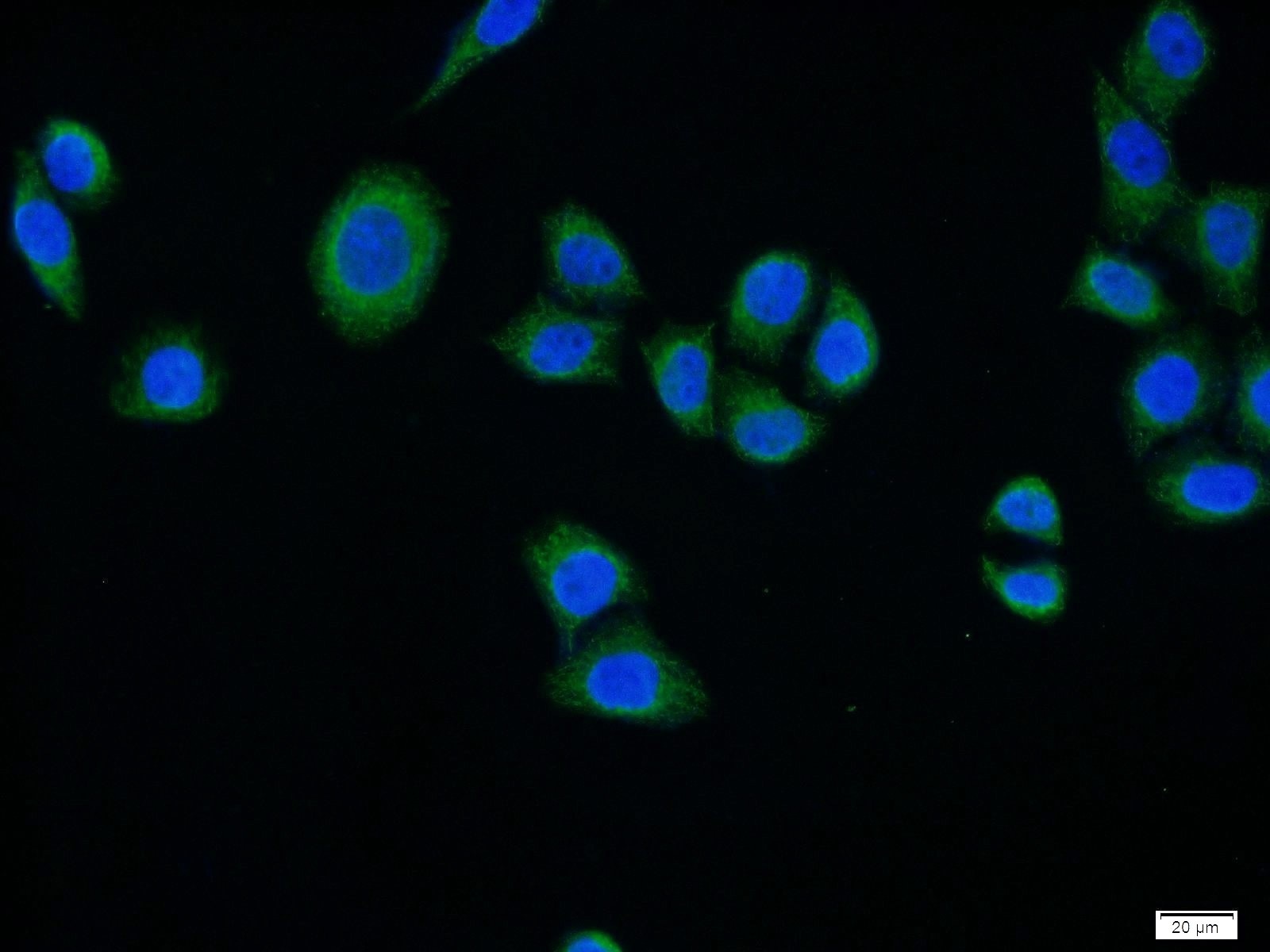 Immunofluorescence (IF) / fluorescent staining of HeLa cells using SURF1 Polyclonal antibody (15379-1-AP)