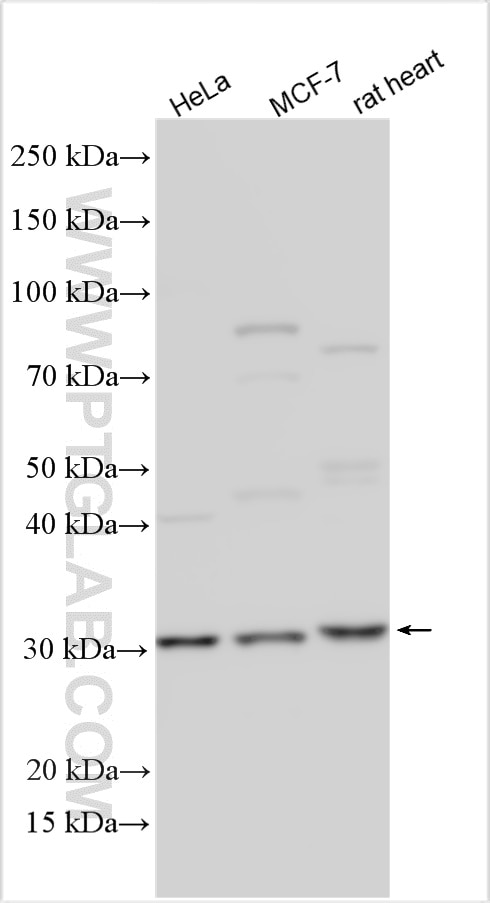 Western Blot (WB) analysis of various lysates using SURF1 Polyclonal antibody (15379-1-AP)
