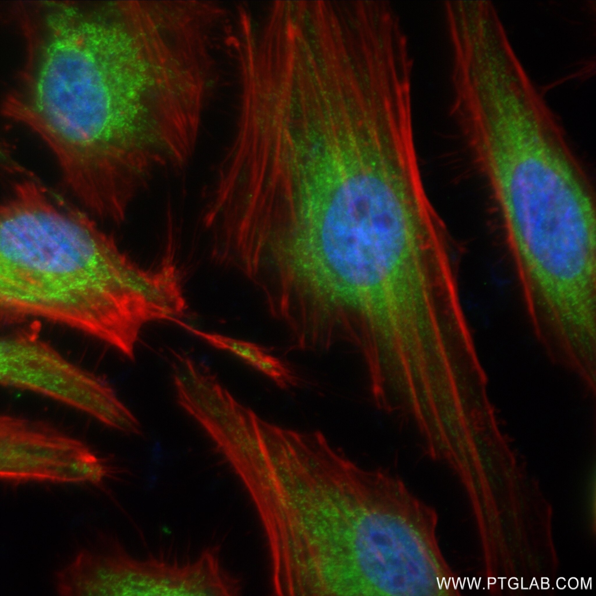 Immunofluorescence (IF) / fluorescent staining of HeLa cells using SURF1 Recombinant antibody (83052-5-RR)